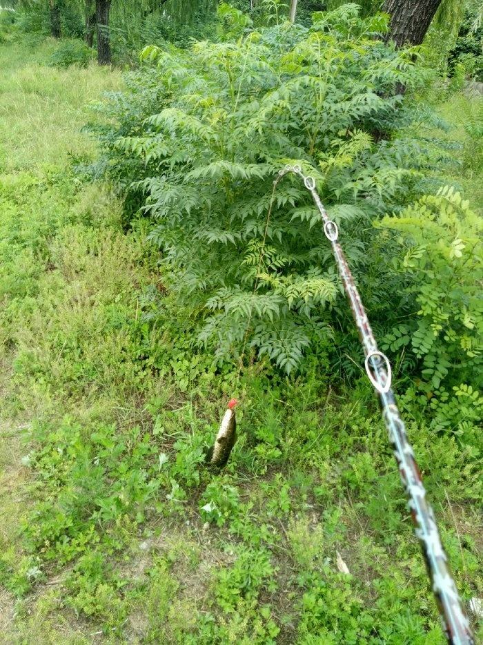 路亚钓黑鱼最好用的钓法,路亚钓黑鱼怎样选钓点图