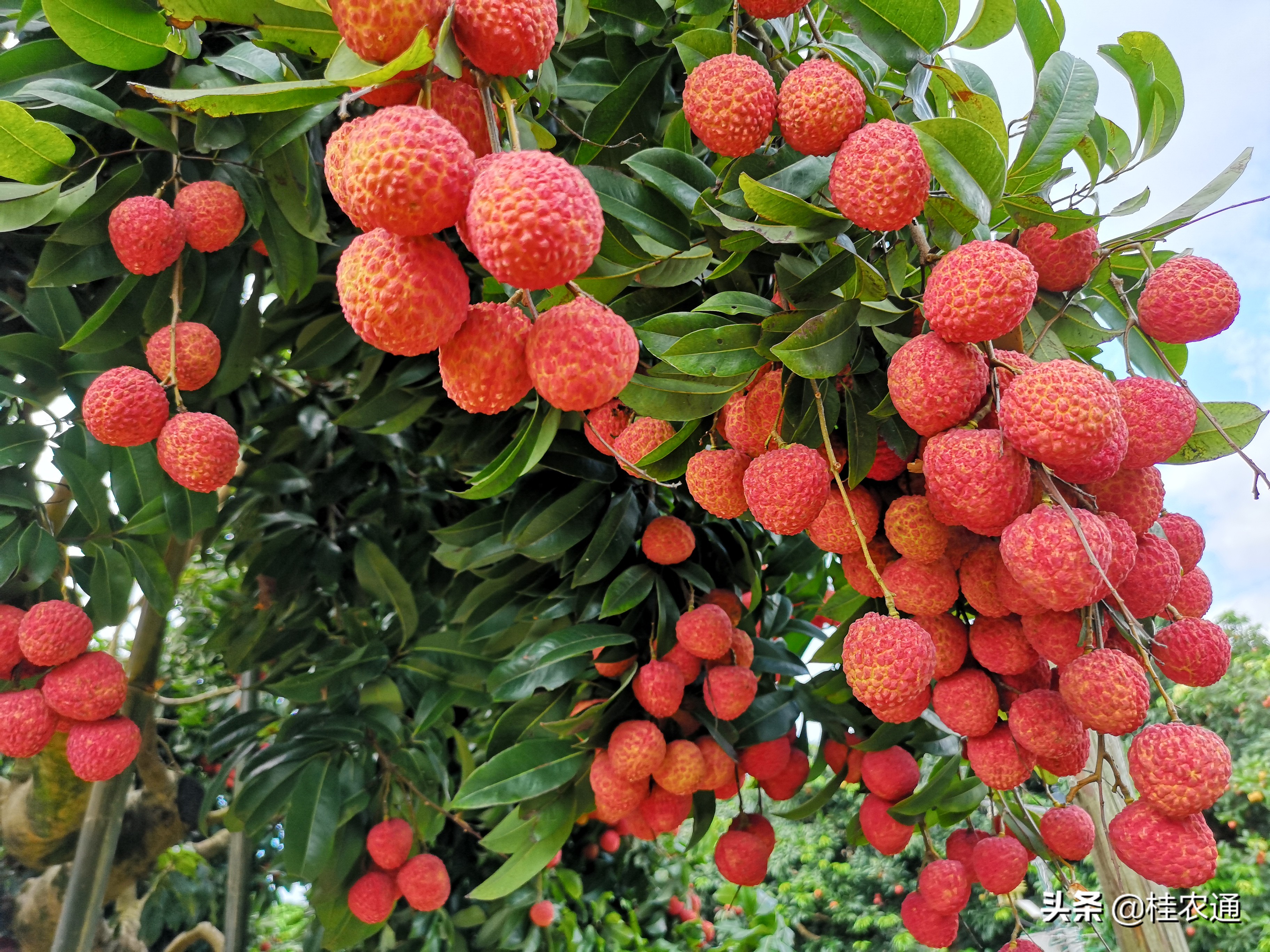 荔枝是岭南特有的水果吗,岭南荔枝最好吃吗
