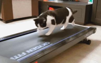 猫咪太肥胖可以节食吗,猫咪吃什么能长胖如何让猫咪长肉