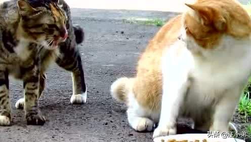 母猫小猫分开回来后哈气怎么办,母猫一直哈气刚来的小猫怎么办