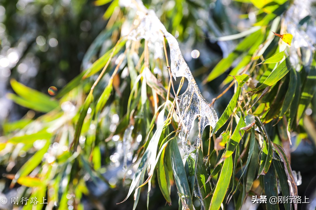 华东第一竹海之称的地方，冬季里冰花最吸引人