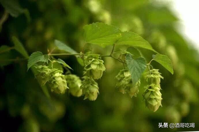 啤酒初学者入门的知识,皮尔森啤酒是工业啤酒吗