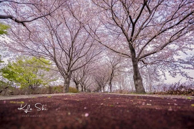 樱花季去京都怎么避免人太多,樱花季去日本旅行