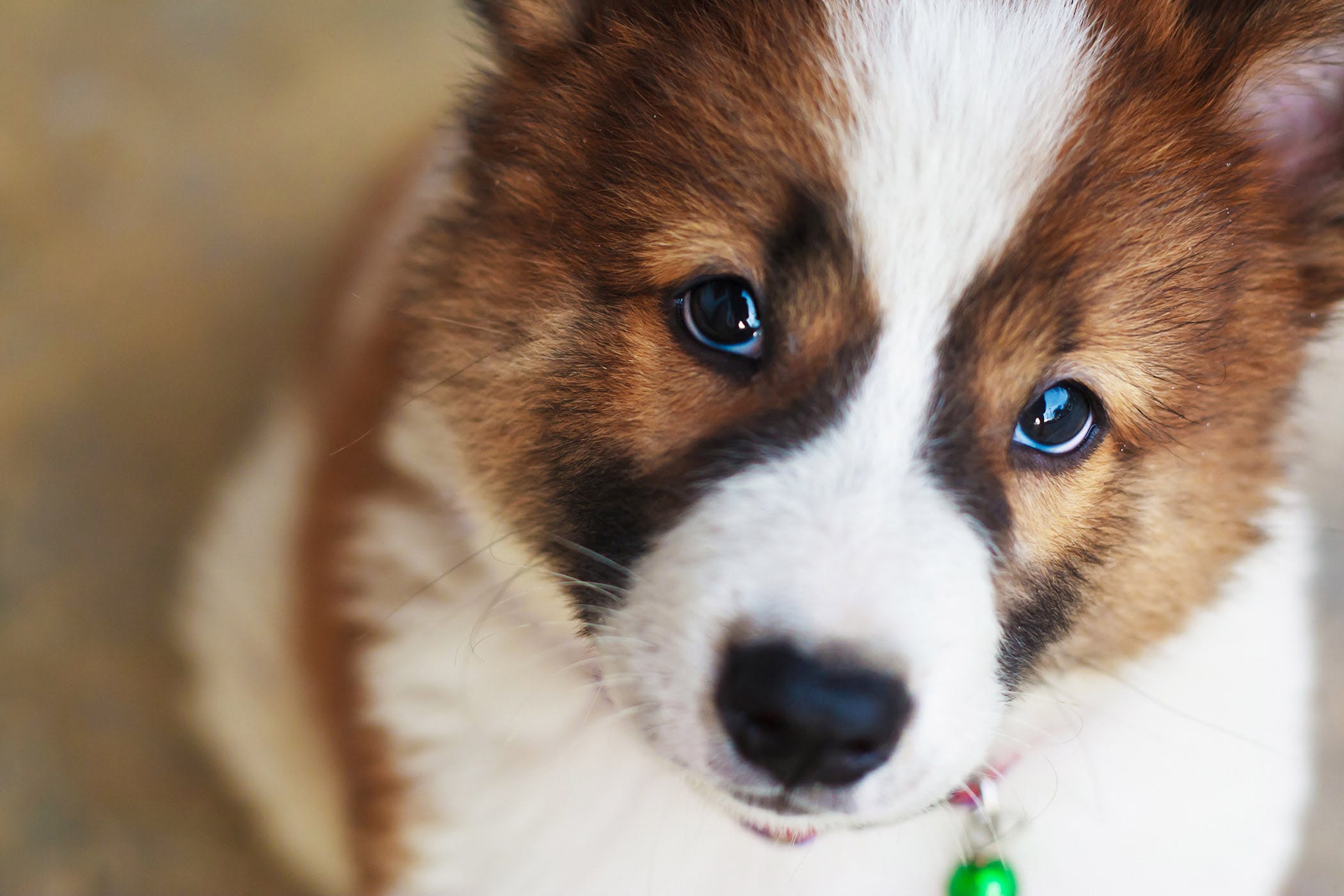 为什么狗特别兴奋时会乱咬,为什么狗兴奋