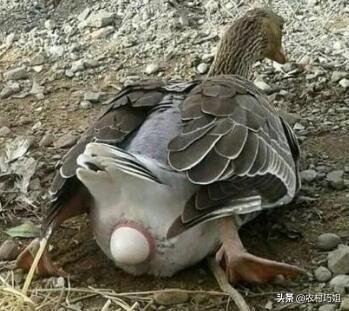 鸭子白天下蛋是怎么回事,鸭子不会孵蛋怎么回事