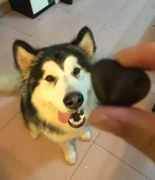 为什么我的狗吃了巧克力没事,狗吃巧克力中毒的视频