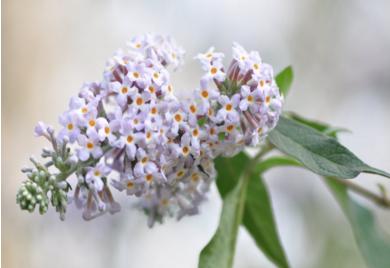 树的花语你知道是什么吗,你知道茉莉花的花语吗