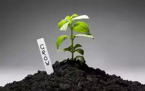 鸡粪羊粪肥用哪种合适,肥料羊粪牛粪猪粪哪种好