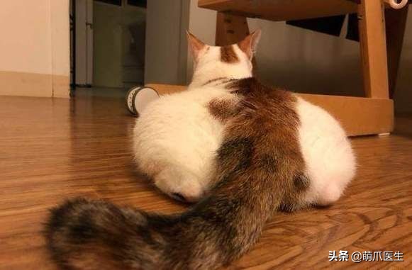 猫为什么喜欢屁股对着主人,猫对着人撅屁股是怎么回事