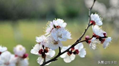 苏州上方山森林公园作文,苏州上方山国家森林公园电话