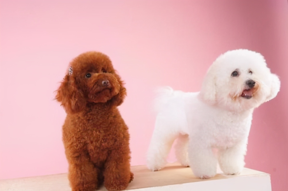 800的比熊犬和1400的比熊犬对比,养比熊犬好还是泰迪犬好