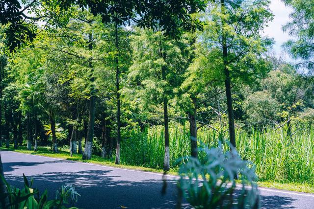 南沙黄山鲁森林公园夏季,南沙黄山鲁国家森林公园游玩攻略