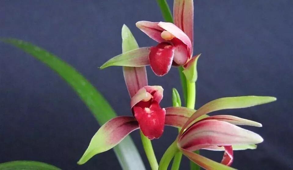 四季兰国魂有多厉害,四季开花的小国魂兰花