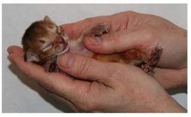 猫宫庄园大幅度提高新生小猫出生率的助产方法