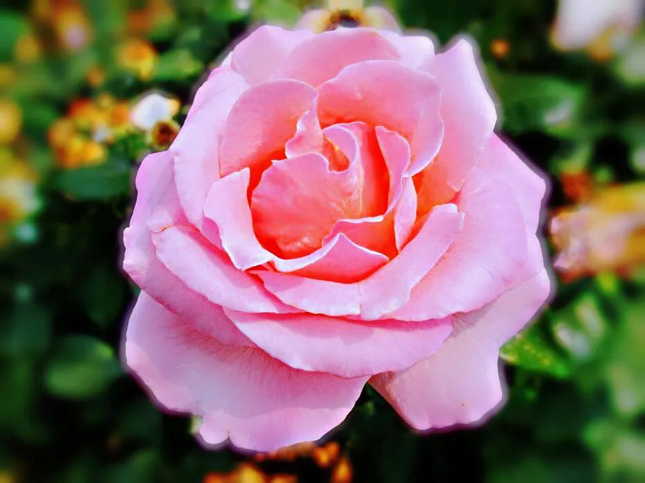 和平月季的价格,和平月季优缺点