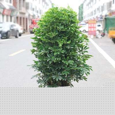 鹅掌柴叶片下垂,鹅掌柴树枝下垂