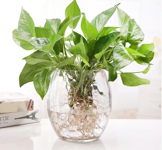 绿萝水培怎么才能更旺盛,水培绿萝用什么肥更旺盛