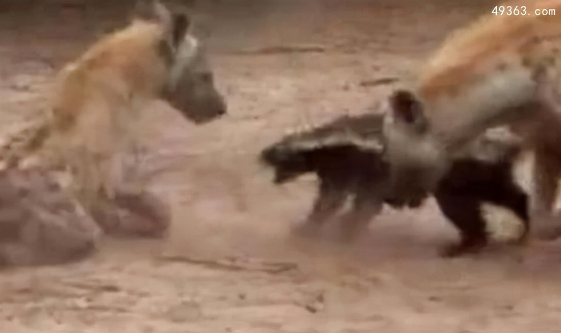 蜜獾平头哥和科莫多巨蜥,平头哥蜜獾为什么不怕蛇