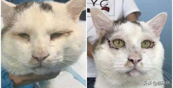 猫眼睑内翻是先天性的吗,猫眼睑内翻保守治疗