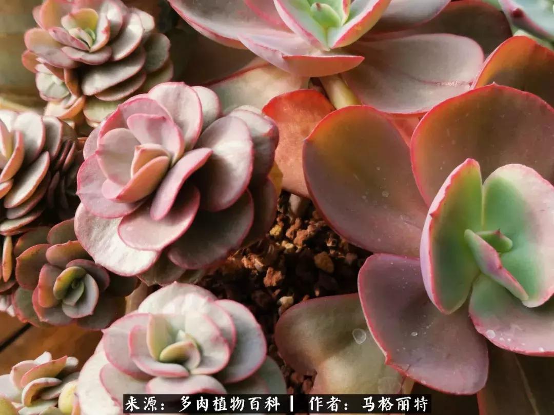 北方阳台多肉怎么过冬,北方阳台多肉