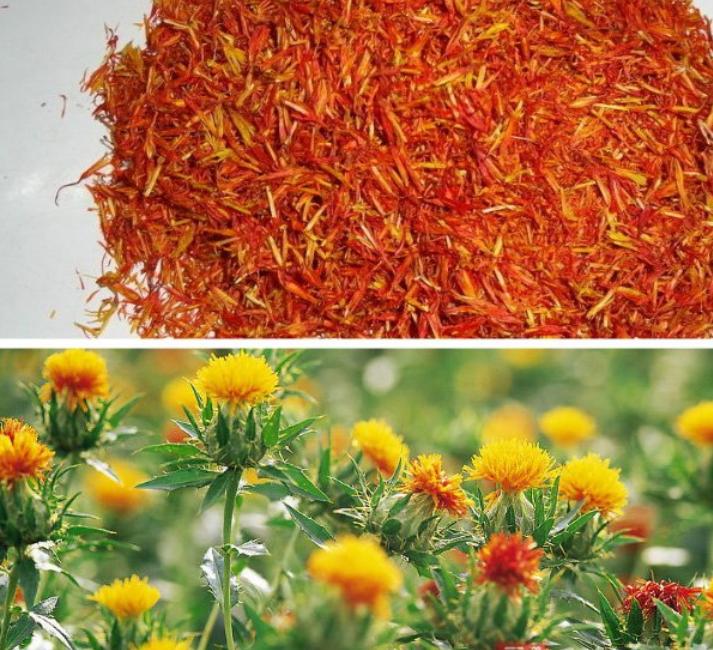 西红花花中软黄金,藏红花黄金花