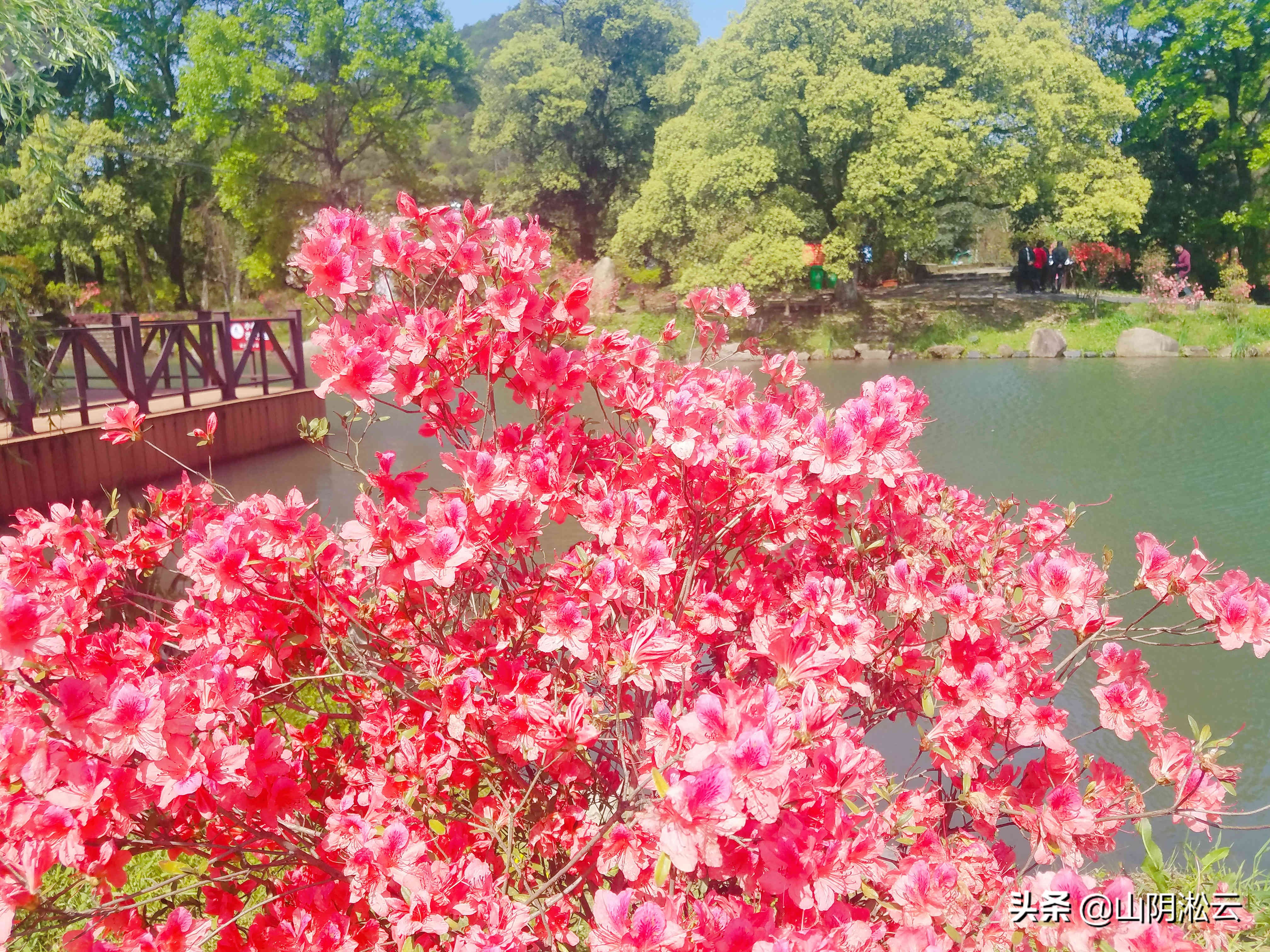 900岁古树见证，从岳飞的抗金沙场到美不胜收的杜鹃花谷