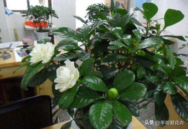 栀子花黄叶怎么养新手必看科普,栀子黄叶怎么防治