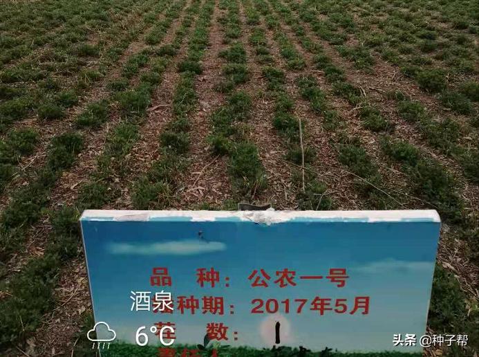 牧草养殖牛羊技术,北方适合种植牛羊牧草