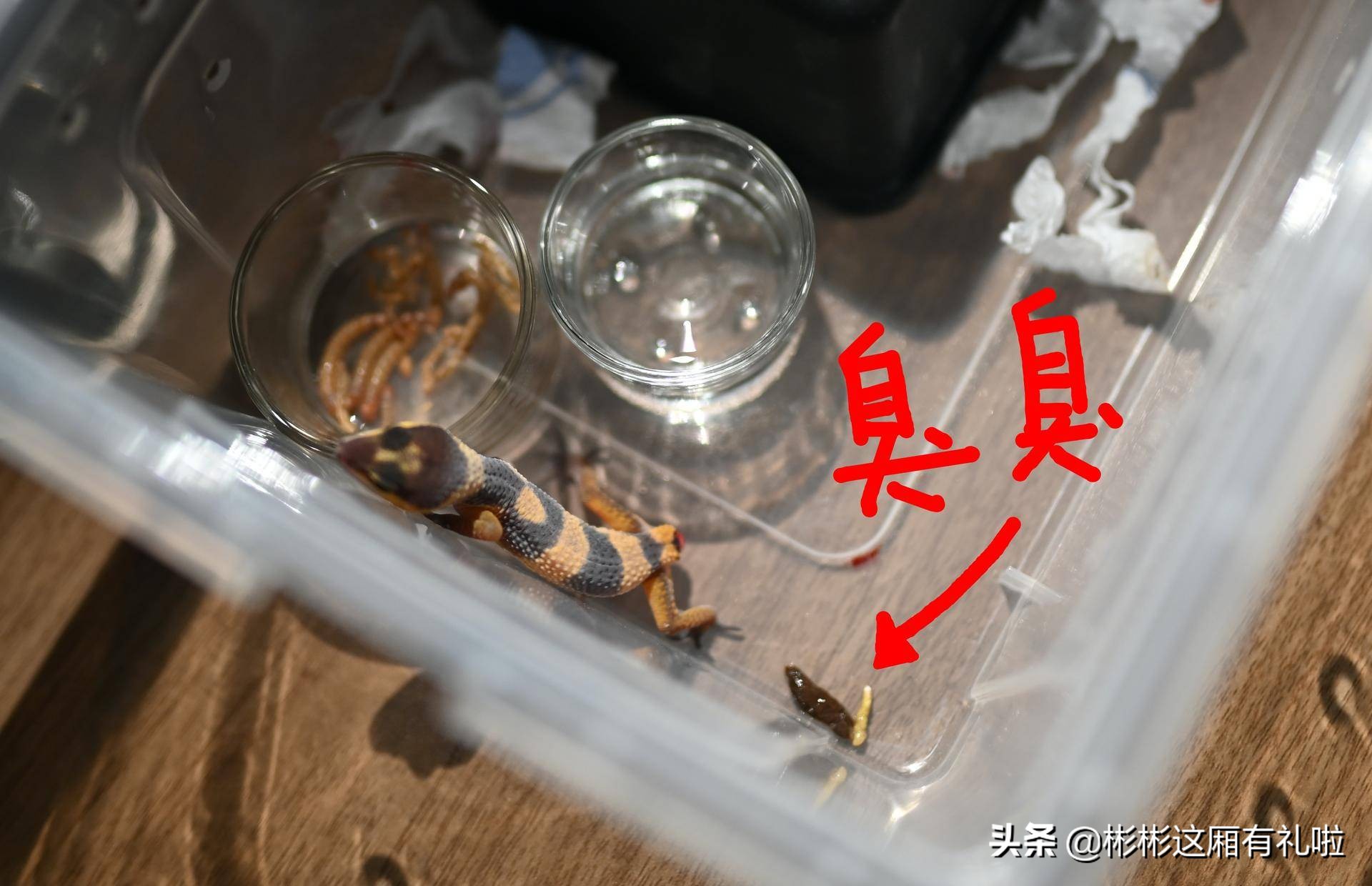 守宫新手养一只还是两只,守宫小白怎么养