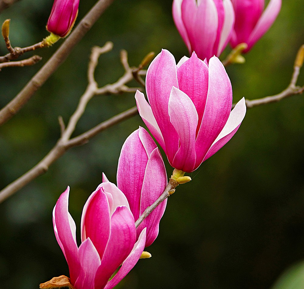 对玉兰花的赞美,我最喜欢的玉兰花