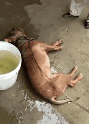 给金毛洗了澡还会掉毛吗,金毛洗完澡后晒干