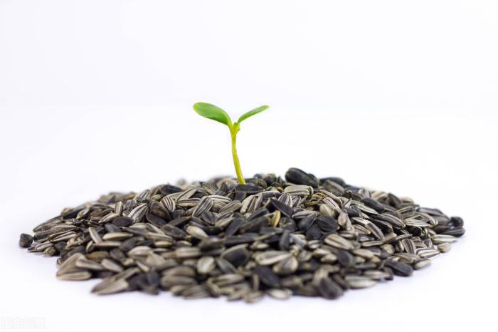 豌豆芽苗菜的科普知识,豌豆芽苗菜的口感营养价值和功效