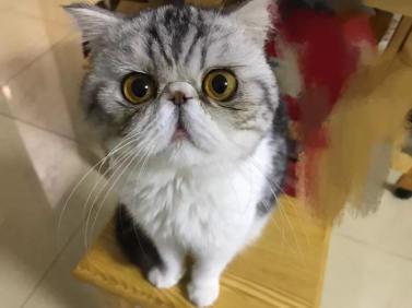 加菲猫有什么毛色,加菲猫有哪些毛色