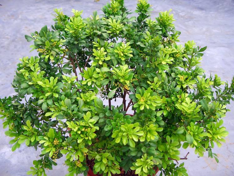 米兰花换土后要马上浇水施肥吗,米兰花怎样浇水施肥