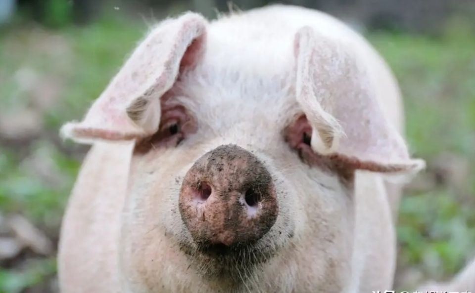 为什么公猪不爱吃食,公猪性情弱怎么治