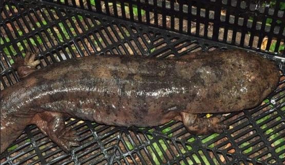 龟类的进化过程图片,龟鳖目动物外形特征