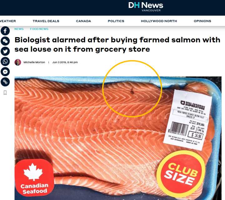 日本三文鱼寄生虫感染,三文鱼最可怕的寄生虫