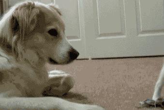 喵主子耳朵有多灵？千万别说猫咪的坏话，它都听见了