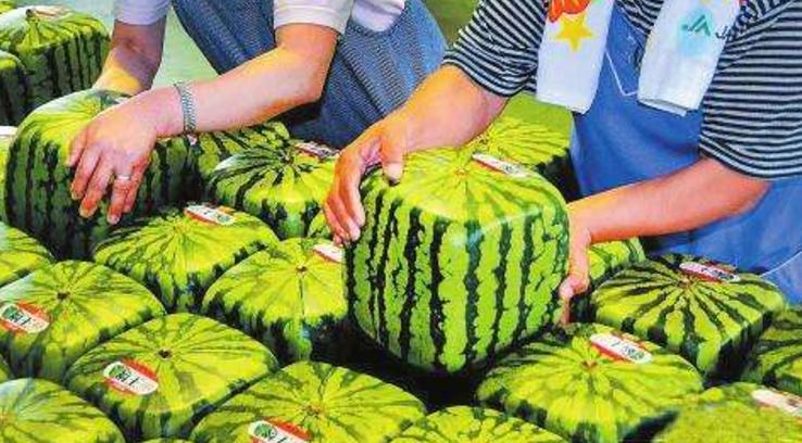 日本妹子在中国买水果,日本妹子到中国吃西瓜