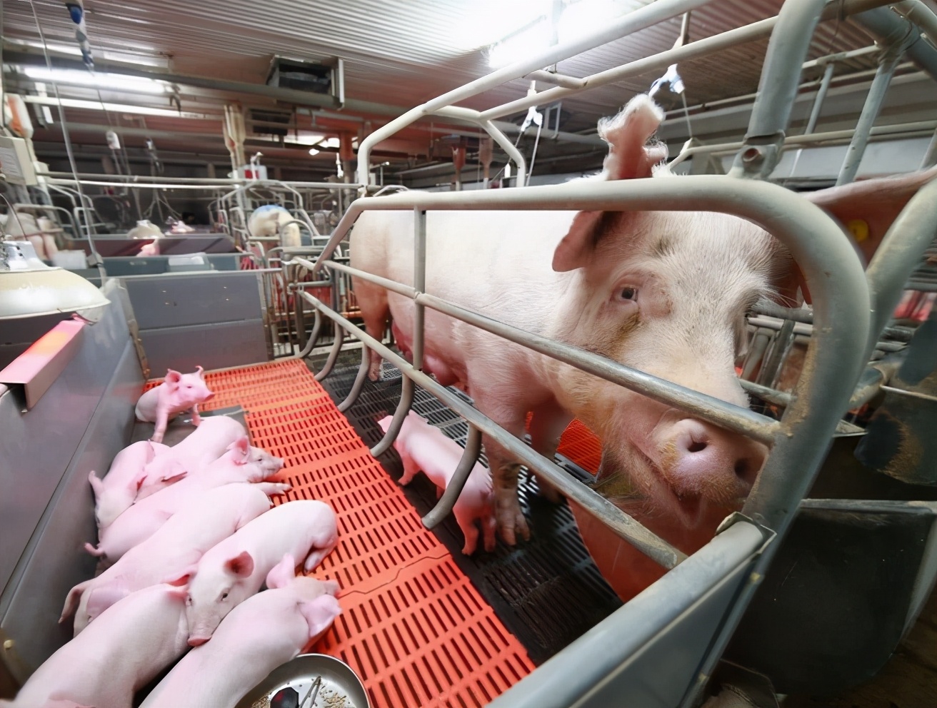 母猪产弱仔较多是什么原因,母猪推迟分娩的原因及处理措施