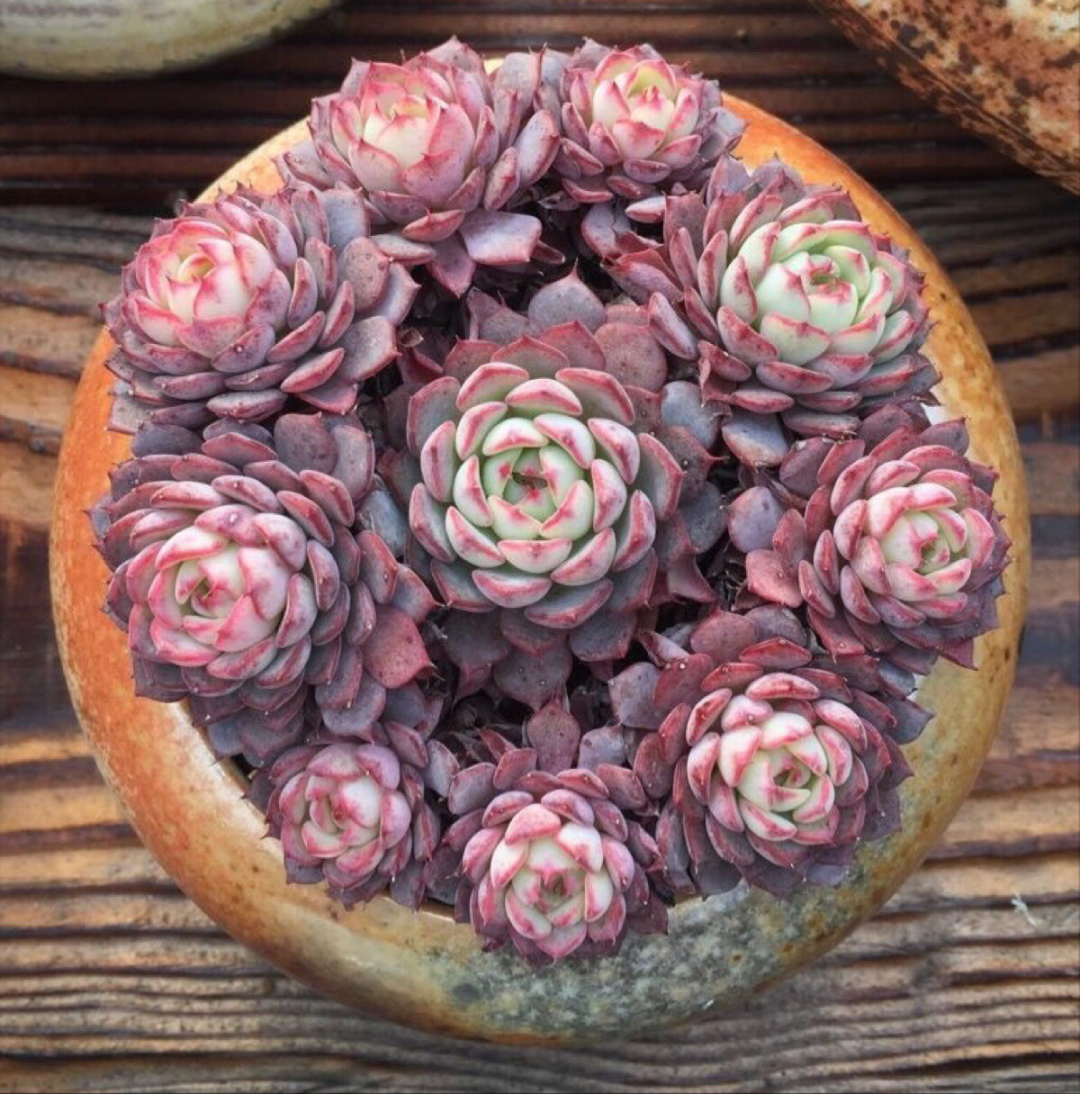 多肉掉叶子怎么挽救,多肉掉叶子补救方法