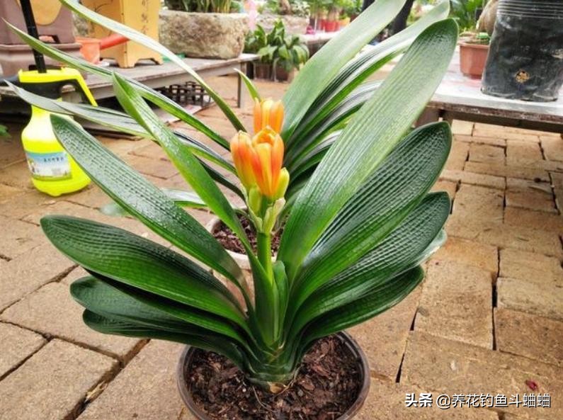 给君子兰倒骨粉,给君子兰用的氮肥