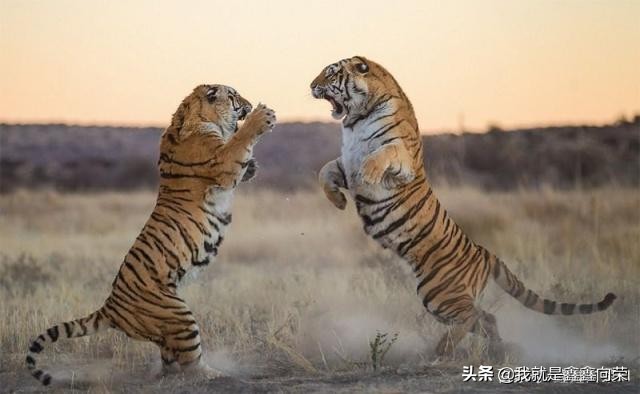 摩羯女与狮子男恋爱匹配度,十二星座摩羯男的恋爱对象是谁