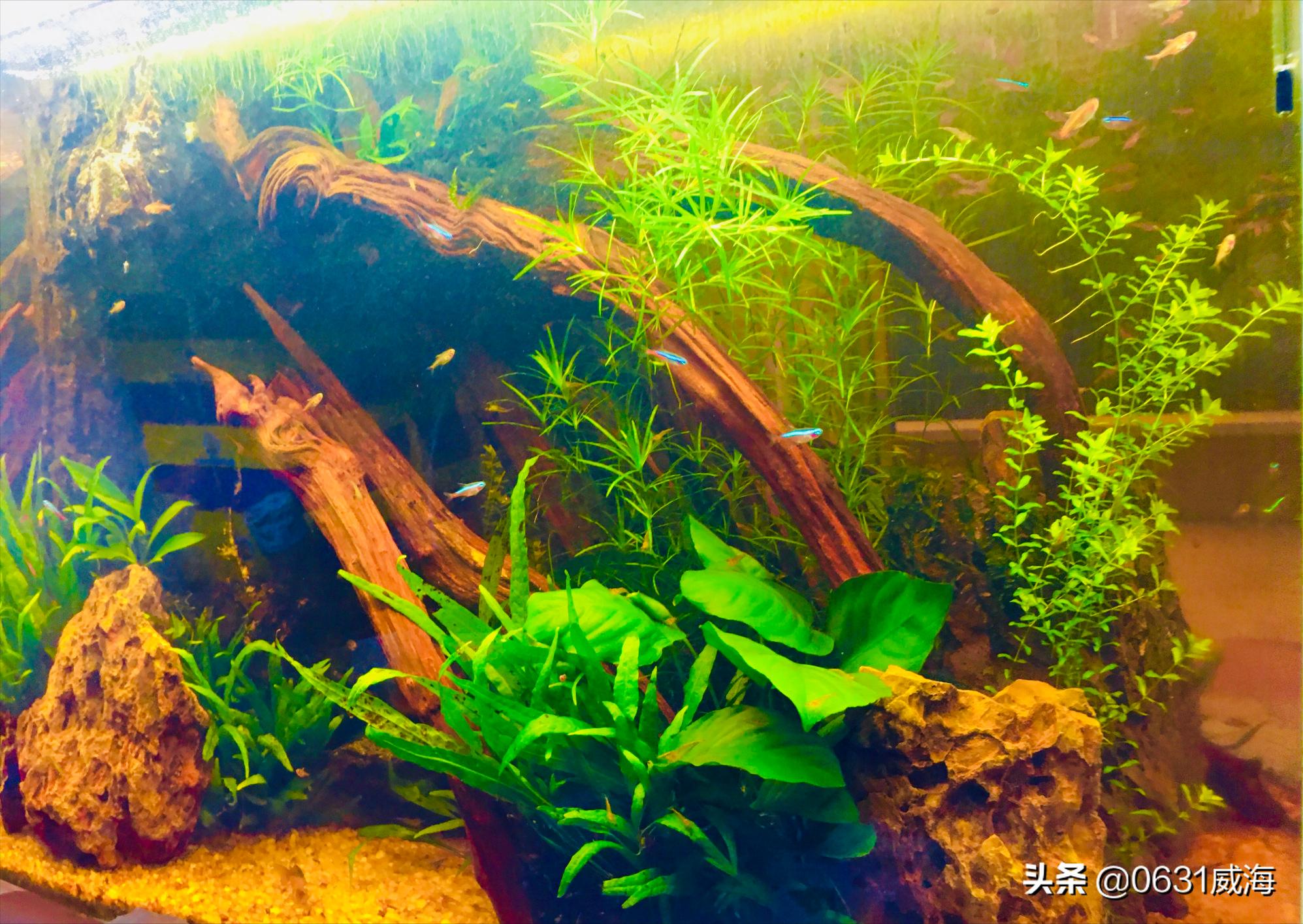 水草腐烂,水草腐烂了怎么补救