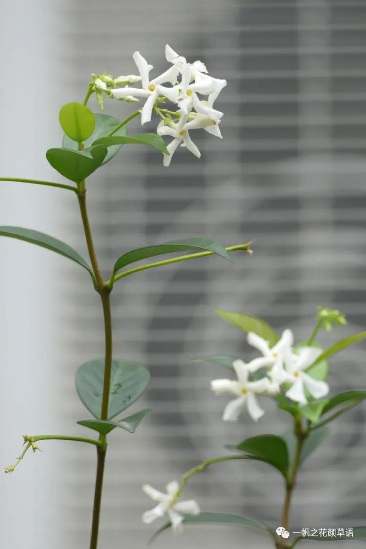 络石(Trachelospermumjasminoides)