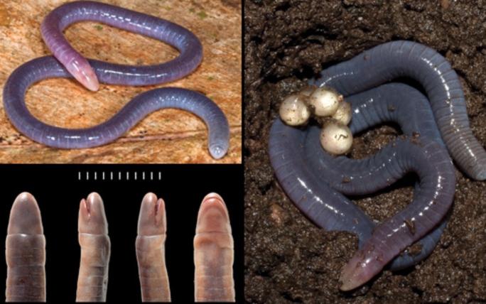 两栖动物真的有不死之身吗,最神奇的两栖动物