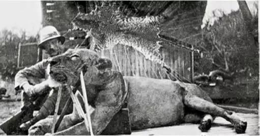 狮子被铁索束缚、棍棒训练、断趾磨牙,逃脱后两代狮王以人为食