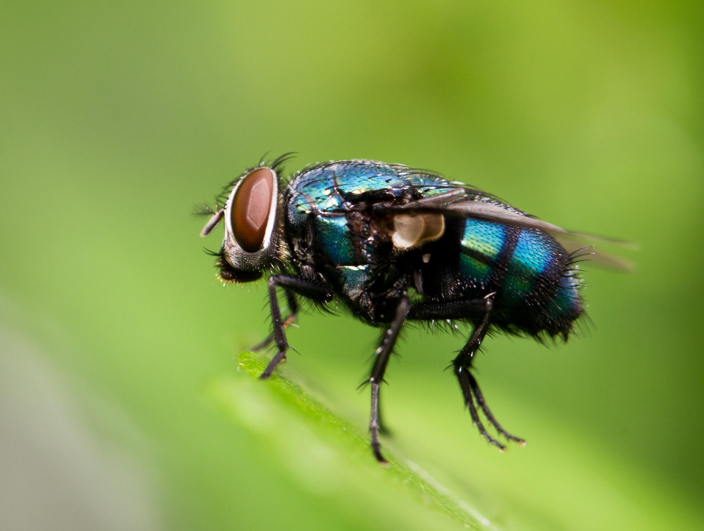 海关截获美国黑腹果蝇如何处理,海关查获美国邮寄果蝇包裹