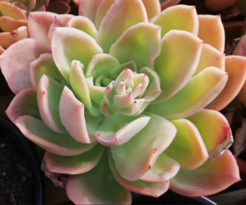 多肉养出状态来有多美？这102种多肉控养上色之后美呆了