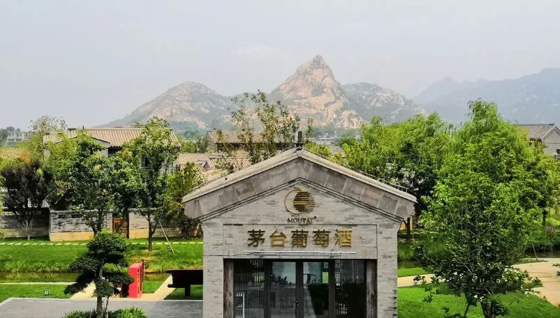 不“搭便车”的茅台葡萄酒,怎么做到利润年增167%?